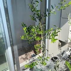 【お譲りします】オリーブの鉢植え
