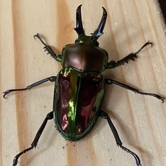 ニジイロクワガタ2025⑦ ♂43mm ♀フリー2頭 計3頭セット ノーマルカラー 新成虫の画像