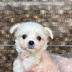 【特典あり‼︎】総額12万円　将来２キロ予想の小さめくん - 葛飾区