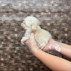 【特典あり‼︎】総額12万円　将来２キロ予想の小さめくん - ペット