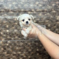 【特典あり‼︎】総額12万円　将来２キロ予想の小さめくん − 東京都