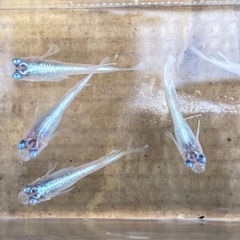 グラディオ×エンゼル(幼魚)-2ペア+雄2の画像