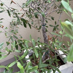 オリーブの木 高さ約90cm(鉢底から)の画像