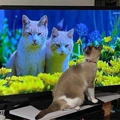 AQUOS 40型液晶テレビの画像