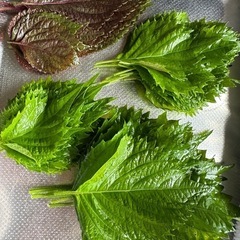 決まりましたお野菜セットの画像
