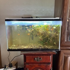 熱帯魚の画像