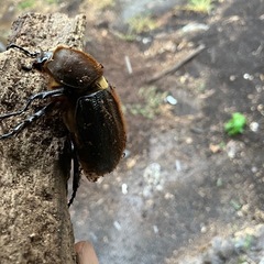 ヘラクレスオオカブトムシ　メス単品
の画像