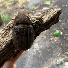 ヘラクレスオオカブトムシ　メス単品
の画像