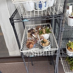 ルミナス 3段 メタルラック 2点 多肉植物 数点セットの画像