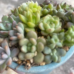 多肉植物の画像