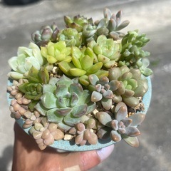 多肉植物の画像