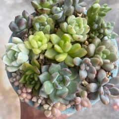 多肉植物の画像