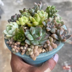 多肉植物の画像
