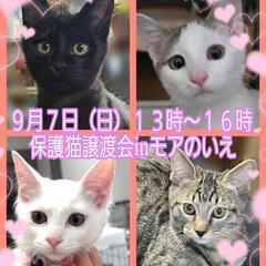抱っこOK😸素敵なインテリアの中で保護猫譲渡会😺