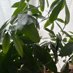 観葉植物 パキラ 高さ約100cm(鉢底から)の画像