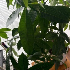 観葉植物 パキラ 高さ約100cm(鉢底から)の画像