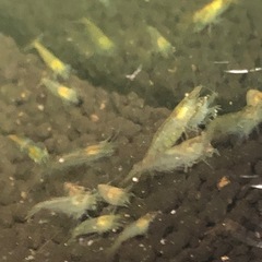 ミナミヌマエビの画像