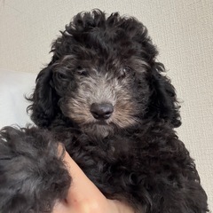 トイプードルのシルバー