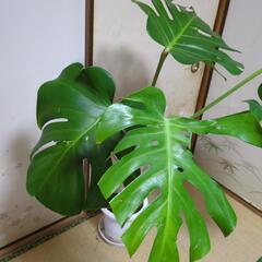 立派なモンステラ　高さ130センチ　大型観葉植物の画像