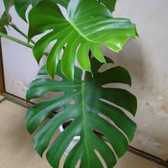 立派なモンステラ　高さ130センチ　大型観葉植物の画像
