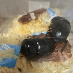 アマミヒラタクワガタ　初齢〜2齢幼虫の画像
