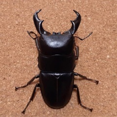 アマミヒラタクワガタ　初齢〜2齢幼虫の画像