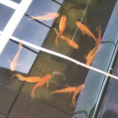 08小野紅帝ヒレ長』メダカの卵❤️ 100個の画像