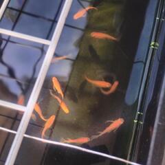 08小野紅帝ヒレ長』メダカの卵❤️ 100個の画像