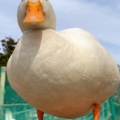 コールダックの画像