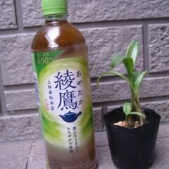観葉植物　球根型　レデボウリア・パウシフローラ観葉植物　球根型　レデボウリア・パウシフローラの画像