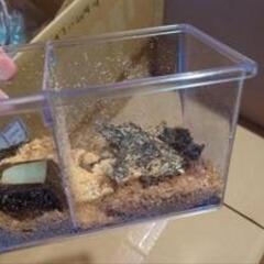 オオクワガタ②能勢YG1ペア約6〜7cm 約4cm
の画像