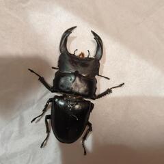 オオクワガタ②能勢YG1ペア約6〜7cm 約4cm
の画像