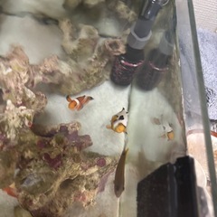 海水魚　水槽の画像