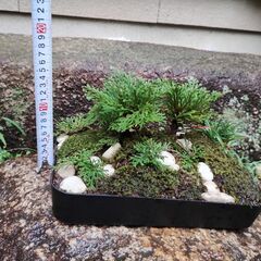 イワヒバ　Zの画像