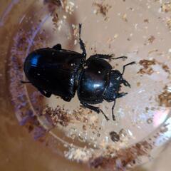 オオクワガタ⑥1ペア約6〜7cm約4cm
の画像