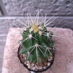 観葉植物　サボテン　実生　金鯱の画像