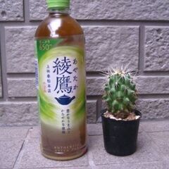 観葉植物　サボテン　実生　金鯱の画像
