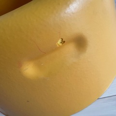 バンボの画像