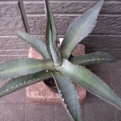 観葉植物　アガベ　チタノタ　ノーネームの画像