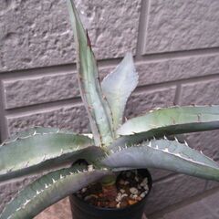 観葉植物　アガベ　チタノタ　ノーネームの画像