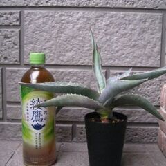 観葉植物　アガベ　チタノタ　ノーネームの画像