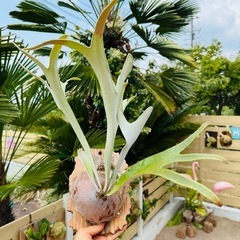 ビカクシダ コウモリラン　ベイチー　 Platycerium Veitchii OC 中株サイズの画像