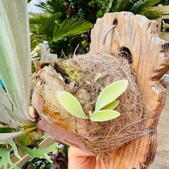 ビカクシダ コウモリラン　ベイチー　 Platycerium Veitchii OC 中株サイズの画像