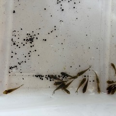 無料：小型熱帯魚の稚魚と水草セット の画像