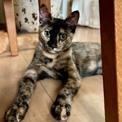 譲渡会参加　控えめで賢い女の子ラムネ