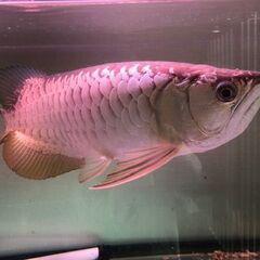 アロワナ約40ｃｍの画像