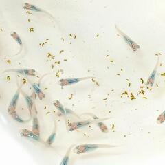 商談中　深海メダカ🌟20匹　めだかの画像