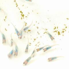 商談中　深海メダカ🌟20匹　めだかの画像