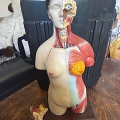 人体模型の画像