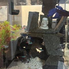 【7日までに可能な方】水槽フルセット グッピー ネオンテトラ ベタなどの画像